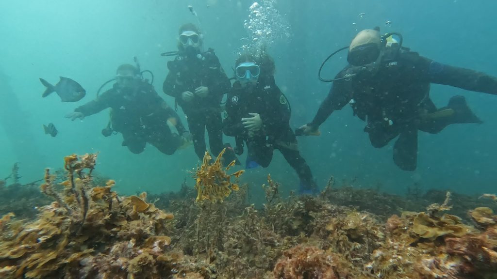 Open Water students view a Leafy Sea Dragon with ScubaTeacher.au